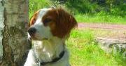 Hunden Konrad