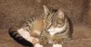 Katten Smirnoff